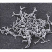 Bifidobacterium Longum Probiotics