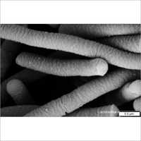 Lactobacillus Acidophilus Probiotics