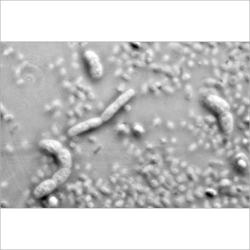 Bacillus Mesentericus Probiotics