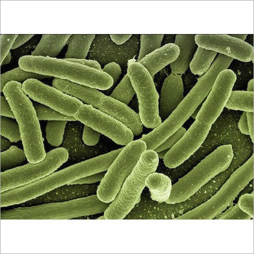 Nitrobacter Bacteria