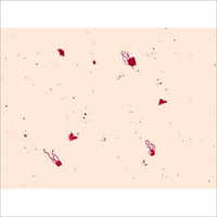 Alcaligenes Faecalis Probiotics