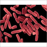 Bacillus Polymyxa Probiotics