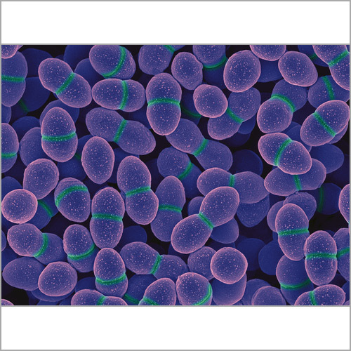 Enterococcus Faecium Probiotics