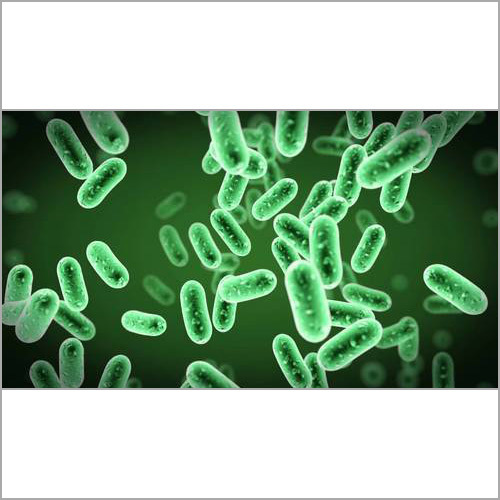 Bacillus Megaterium Probiotics By MITUSHI BIOPHARMA