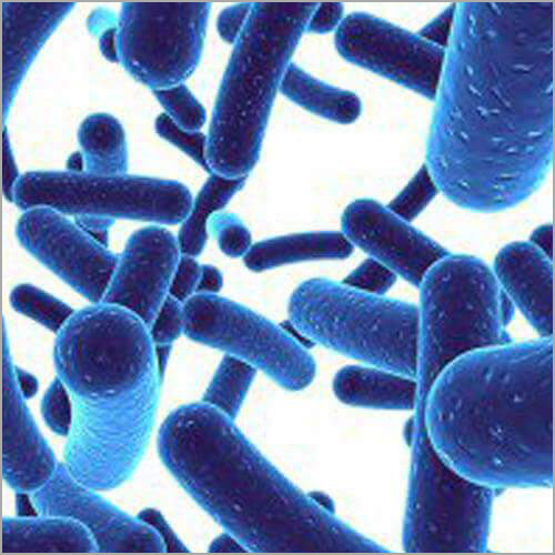 Lactobacillus Reuteri Probiotics