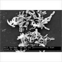Clostridium Butyricum Probiotics