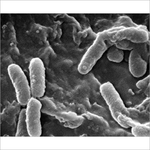 Pseudomonas Denitrificans Probiotics