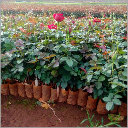 Rose Plant By POPULAR GARDEN CENTRE NURSERY