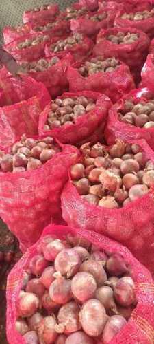 Red onions suppliers