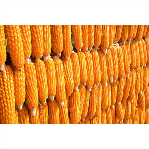 Yellow Maize