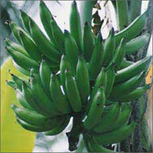 Natural Green Banana By VIJAY EXPORTS