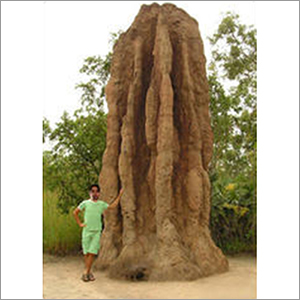 Termites Control Services