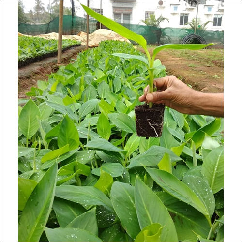 Tissue Culture Banana Plant