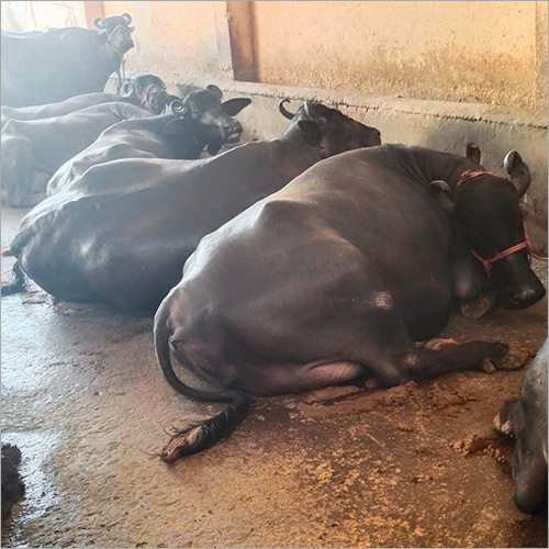 Murrah Buffalo