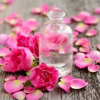 Rose Geranium Oil