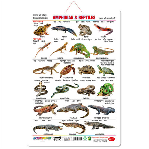 Amphibians and Reptiles