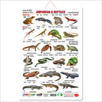 Amphibians and Reptiles