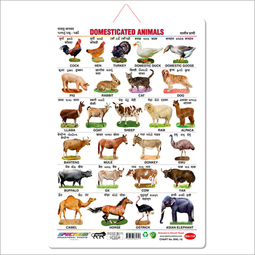 Art Card Domestic Animals at Best Price in Mumbai | Skylark Printers