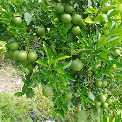 Sweet Malta Plant