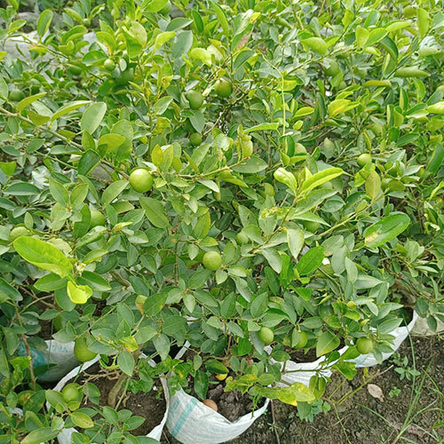 Patti Lemon Plant