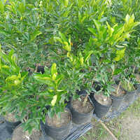 Mosambi Plant