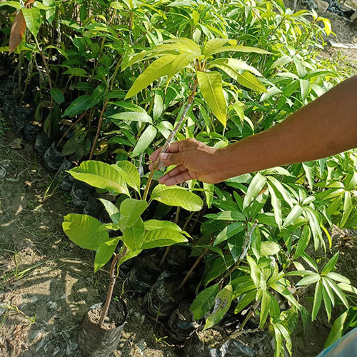 Kathimoon Mango Plant