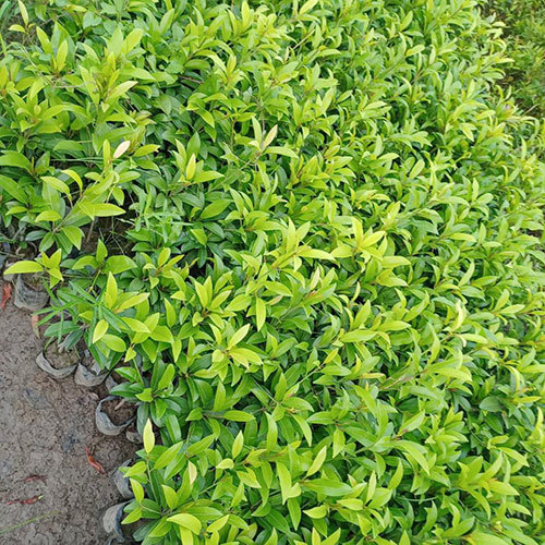 Kalapatti Chiku Plant