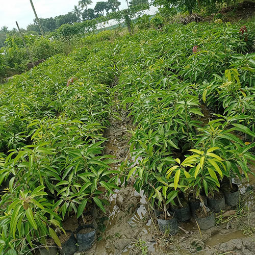 Amropalli Mango Plant