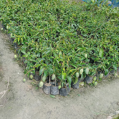 Baramasi Mango Plant
