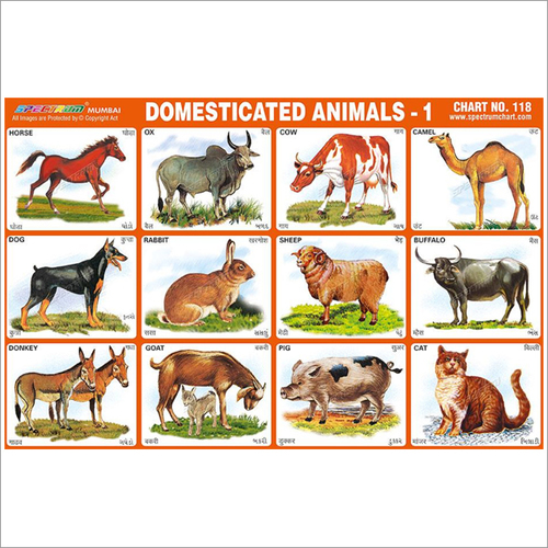 Rectangular Domestic Animals Charts at Best Price in Mumbai | Skylark  Printers