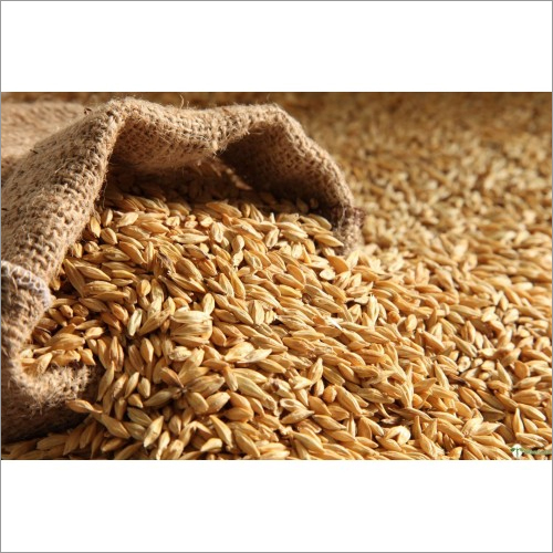 Organic Wheat By GINNI & SONS