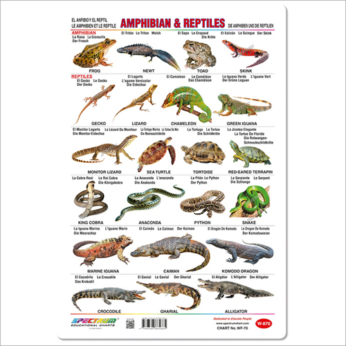 Amphibian & Reptiles Educational Wall Chart