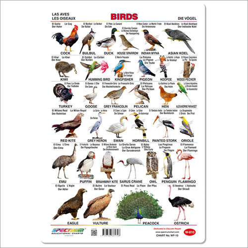 Birds Educational Wall Chart