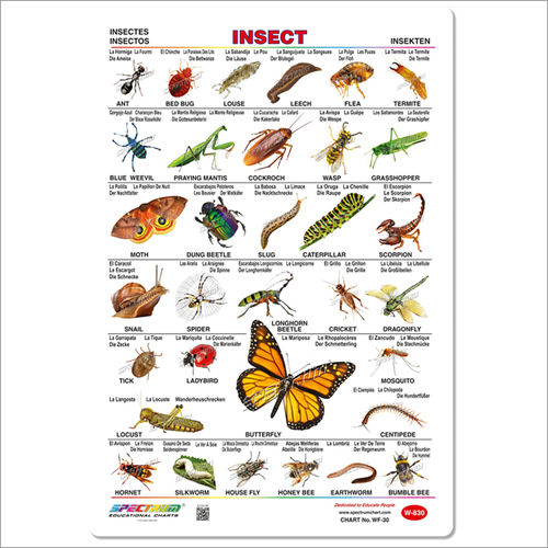 Insects Educational Wall Chart