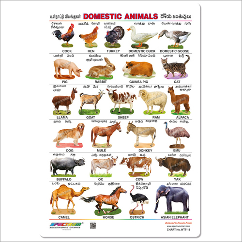Domestic Animals Educational Wall Chart
