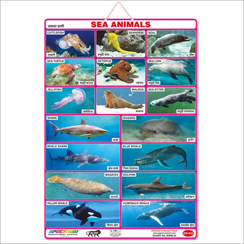 Marathi Sea Animals Educational Wall Chart For Kids