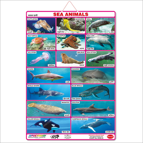 Marathi Sea Animals Educational Wall Chart for Kids