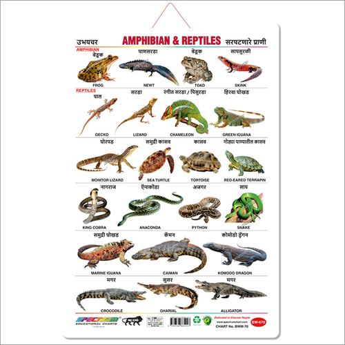 Marathi Amphibians & Reptiles Educational Wall Chart