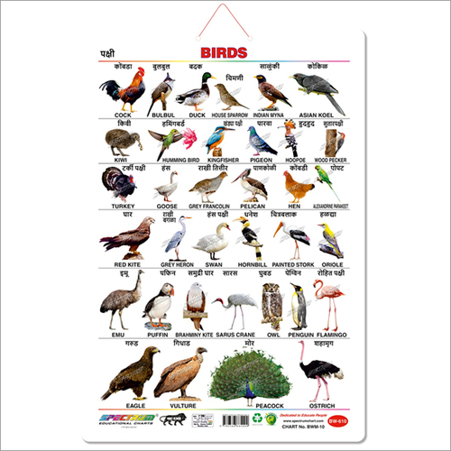 Marathi Birds Educational Wall Chart for Kids