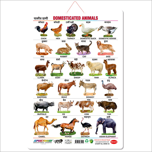 Marathi Domestic Animals Educational Wall Chart for Kids