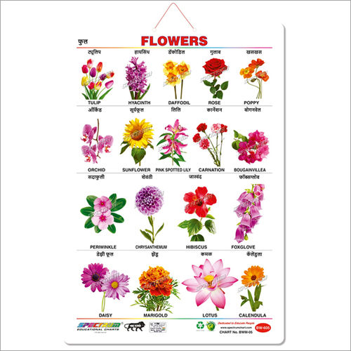 Marathi Flowers Educational Wall Chart For Kids