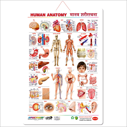 Marathi Human Anatomy Educational Wall Chart