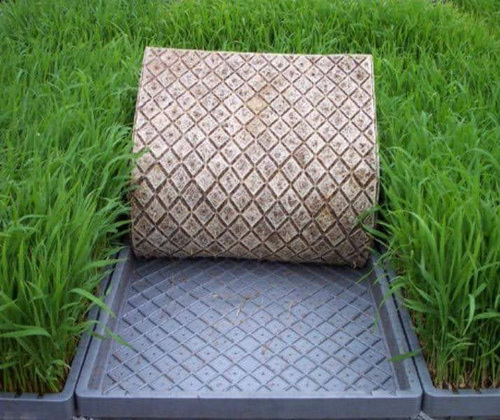 Rice Paddy Tray