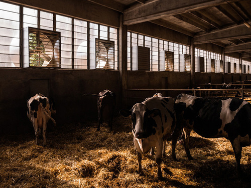 Cow House And Poultry Farm Exhaust Fan Blade Material: Stainless Steel