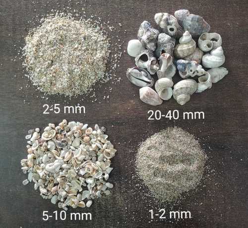 Natural Seashell - 1-75 mm Mixed Natural Color, Ideal for Aquariums, Bird Feed Grit, and Decorative Crafts