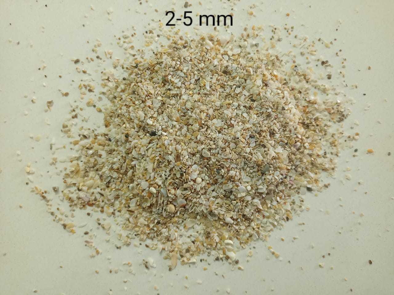 sea shell bird feed seashell craft used bulk supply in india