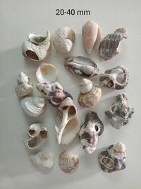 Natural River Seashell For Aquarium Decoration And Bird Food Calcium Grit