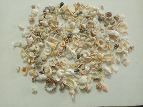 NATURAL CRUSHED SEA SHELL SAND AND CHIPS