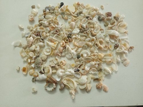 Natural Crushed Sea Shell Sand and Chips