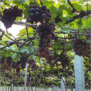 Black Grapes By NUSAIBAH EXPORTS